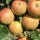 Malus domestica 'Christmas Pippin' (09/04/2012)  added by Shoot)