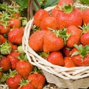 Fragaria x ananassa 'Hapil' (09/04/2012)  added by Shoot)