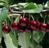 Prunus avium 'Lapins'