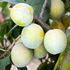 Prunus domestica 'Imperial Gage'