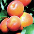 Prunus armeniaca 'Flavorcot'