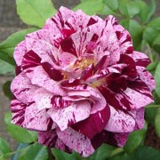  (06/03/2019) Rosa 'Purple Tiger' added by Shoot)