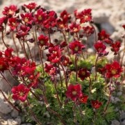  (06/04/2022) Saxifraga 'Touran Deep Red' (x arendsii) added by Shoot)