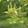 Acer caudatum subsp. ukurunduense (12/04/2012)  added by Shoot)