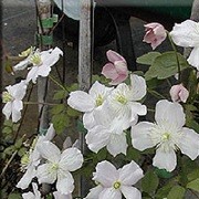 Clematis 'Tsunami Child' (24/04/2012)  added by Shoot)