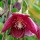 Clematis cirrhosa var. purpurascens 'Lansdowne Gem' (12/04/2012)  added by Shoot)
