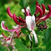 Lonicera periclymenum 'Red Gables' (24/04/2012)  added by Shoot)