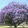 Jacaranda mimosifolia (24/04/2012)  added by Shoot)