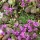 Thymus (Coccineus Group) 'Red Elf' (Thyme 'Red Elf') (24/04/2012)  added by Shoot)