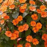 Impatiens 'Tropea Gold' (Sun Harmony Series) (19/04/2012)  added by Shoot)