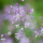 Thalictrum delavayi (Chinese meadow rue) (24/02/2019) Thalictrum delavayi added by Shoot)