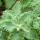 Teucrium scorodonia 'Crispum Marginatum' (24/04/2012)  added by Shoot)