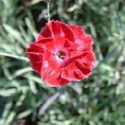 Dianthus 'Brympton Red'  (19/04/2012)  added by Shoot)