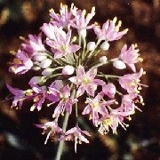 Allium stellatum (19/04/2012)  added by Shoot)