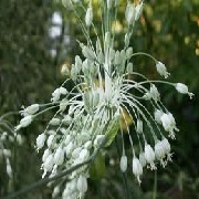 Allium carinatum subsp. pulchellum f. album