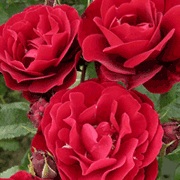 Rosa 'Red Abundance'