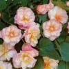 Begonia 'Fragrance Elfie'