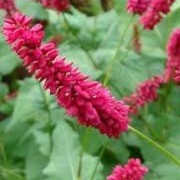 Persicaria amplexicaulis 'Taurus' (07/05/2012)  added by Shoot)