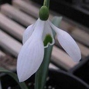 Galanthus 'Bertram Anderson' (07/05/2012)  added by Shoot)