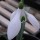 Galanthus 'Bertram Anderson' (07/05/2012)  added by Shoot)