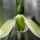 Galanthus elwesii 'Rosemary Burnham' (07/05/2012)  added by Shoot)