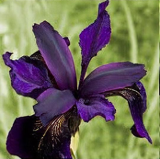 Iris chrysographes 