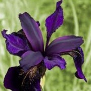Iris chrysographes  (09/05/2012)  added by Shoot)