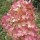 Hydrangea paniculata 'Ruby' (15/05/2012)  added by Shoot)