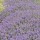 Lavandula angustifolia 'Cedar Blue' (15/05/2012)  added by Shoot)
