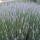 Lavandula x intermedia 'Grey Hedge' (15/05/2012)  added by Shoot)