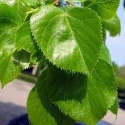 Tilia platyphyllos (17/05/2012)  added by Shoot)