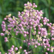  (23/06/2020) Thalictrum 'Elin' added by Shoot)