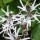 Lychnis flos-cuculi var. albiflora (21/05/2012)  added by Shoot)