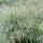 Deschampsia cespitosa 'Garnet Schist' (18/05/2016) Deschampsia cespitosa 'Garnet Schist' added by Shoot)