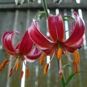 Lilium 'Claude Shride' (21/05/2012)  added by Shoot)