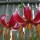 Lilium 'Claude Shride' (21/05/2012)  added by Shoot)