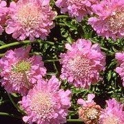Scabiosa columbaria 'Nana Pink' (24/05/2012)  added by Shoot)