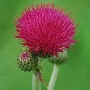 Cirsium rivulare (23/05/2012)  added by Shoot)