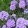 Verbena Blue Prince from Molie 2014 Added by Fannie Leigh