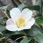 Camellia sinensis (23/05/2012)  added by Shoot)