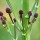 Eryngium pandanifolium 'Physic Purple' (23/05/2012)  added by Shoot)