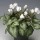 Cyclamen hederifolium Amaze Me Series (23/05/2012)  added by Shoot)