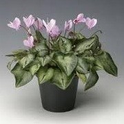 Cyclamen hederifolium 'Amaze Me Pink' (23/05/2012)  added by Shoot)