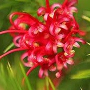 Grevillea alpina 'Olympic Flame' (24/05/2012)  added by Shoot)