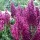 Salvia nemorosa 'Schwellenburg' (30/05/2012)  added by Shoot)
