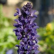 Salvia x superba 'Adora Blue'