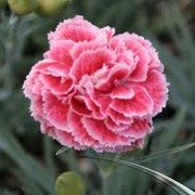 Dianthus 'Coral Reef' (30/05/2012)  added by Shoot)