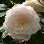 Camellia japonica 'Commander Mulroy'