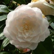 Camellia japonica 'Commander Mulroy' (30/05/2012)  added by Shoot)