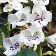 Digitalis purpurea 'Dalmatian White' (Dalmatian Series)